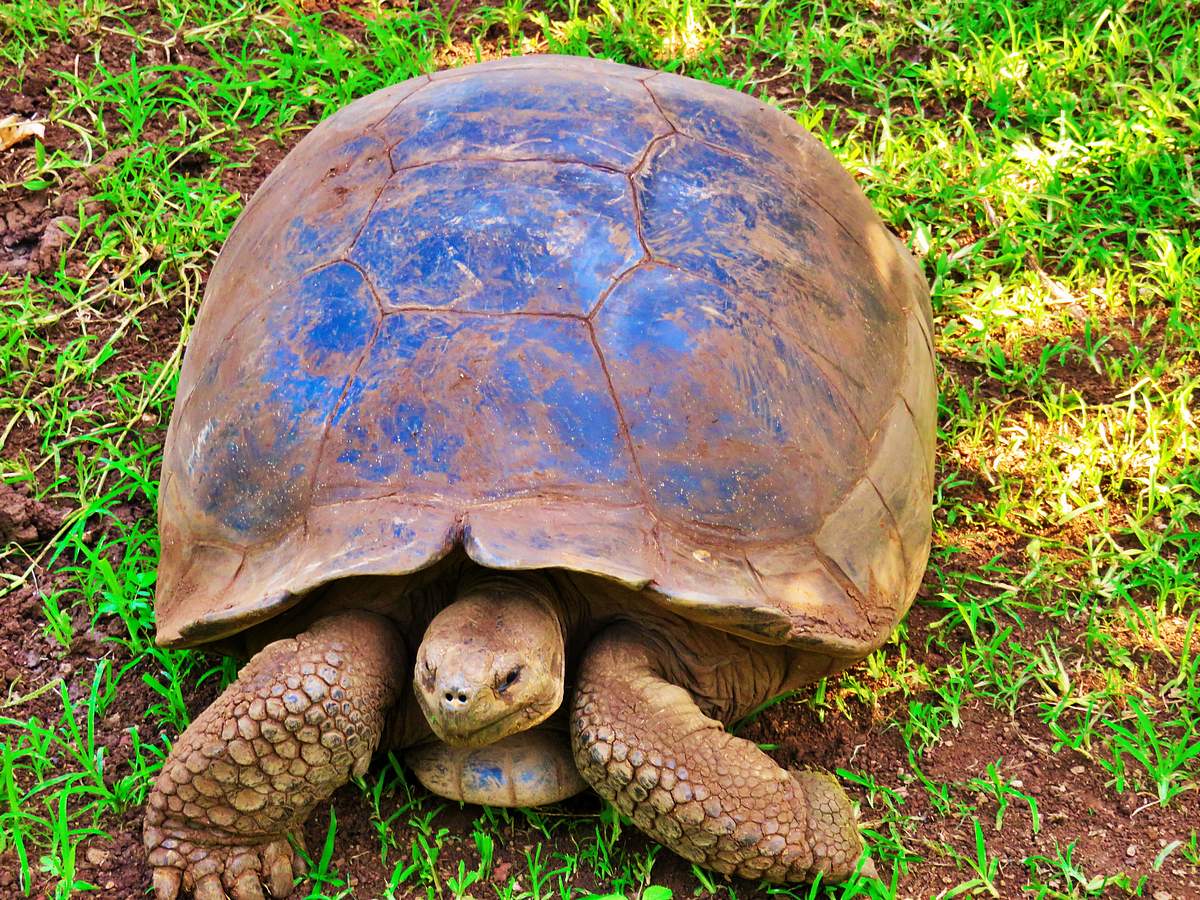  Tortoise